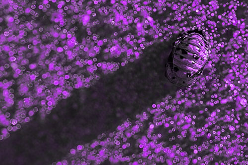 Pupa Convergent Lady Beetle Casts Shadow Among Sparkles (Purple Tone Photo)