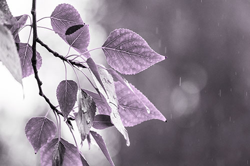 Rain Falling On Tree Leaves (Purple Tone Photo)