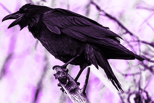 Raven Croaking Among Tree Branches (Purple Tone Photo)