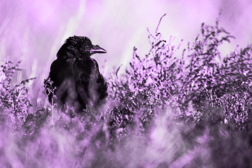 Raven Glancing Sideways Among Plants (Purple Tone Photo)