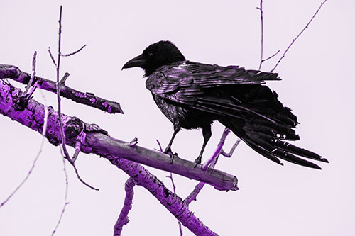 Raven Grips Onto Broken Tree Branch (Purple Tone Photo)