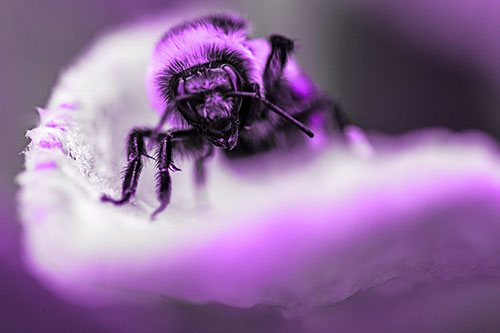 Red Belted Bumble Bee Crawling Flower Petal Edge (Purple Tone Photo)