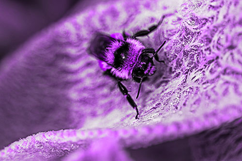 Red Belted Bumble Bee Standing Among Inclined Petal (Purple Tone Photo)