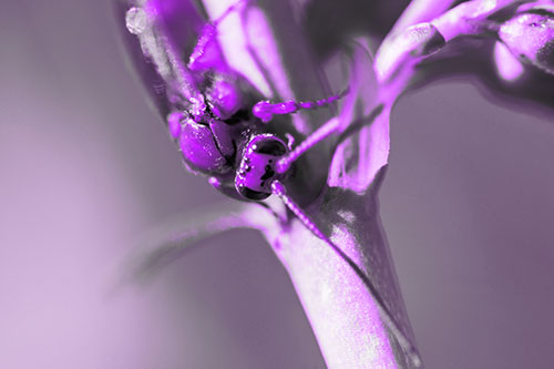 Red Wasp Crawling Down Flower Stem (Purple Tone Photo)