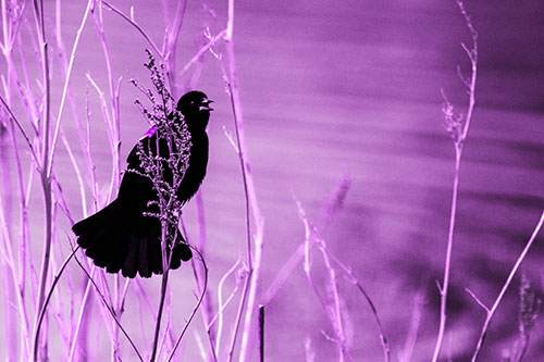 Red Winged Blackbird Chirping From Plant Top (Purple Tone Photo)