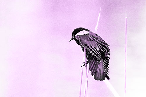 Red Winged Blackbird Clasping Onto Sticks (Purple Tone Photo)