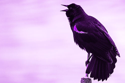 Red Winged Blackbird Singing Atop Cattail Branch (Purple Tone)