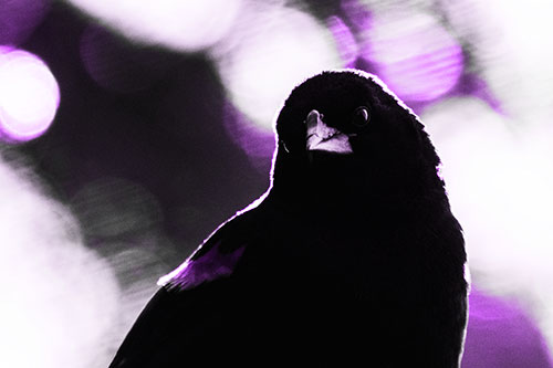 Red Winged Blackbird Tilting Head Among Sunlight (Purple Tone Photo)
