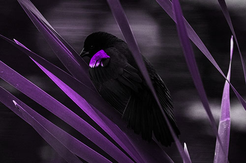 Red Winged Blackbird Watching Atop Water Reed Grass (Purple Tone Photo)