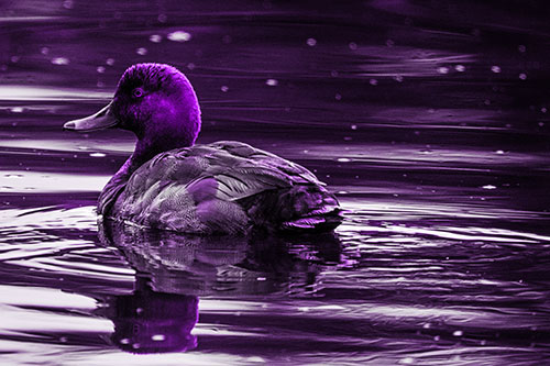 Redhead Duck Floating Atop Lake Water (Purple Tone Photo)