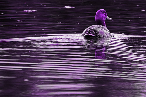 Redhead Duck Swimming Across Water (Purple Tone Photo)
