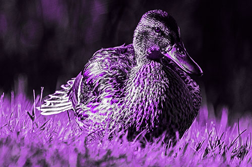 Rested Mallard Duck Rises To Feet (Purple Tone)