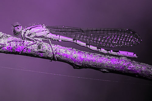 Resting Damselfly Spread Across Branch (Purple Tone)