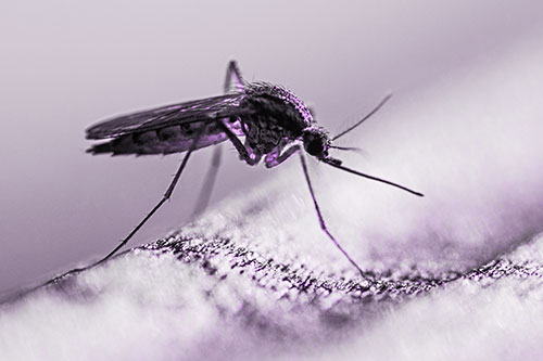 Resting Mosquito Awaits Warmth Among Sunlight (Purple Tone)