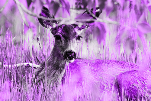 Resting White Tailed Deer Watches Surroundings (Purple Tone Photo)