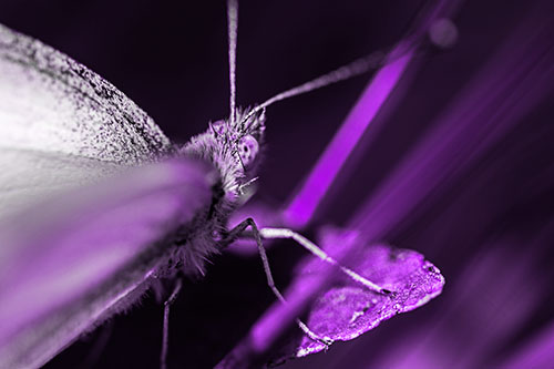 Resting Wood White Butterfly Perched Atop Leaf (Purple Tone Photo)