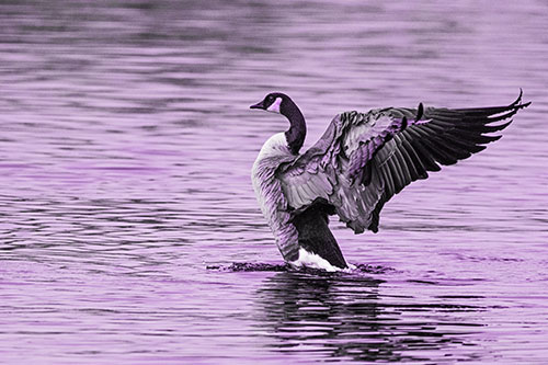Rising Canadian Goose Spreading Wings Among Lake Top (Purple Tone)