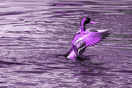 Rising Mallard Duck Flapping Wings Among Rippling Water (Purple Tone)