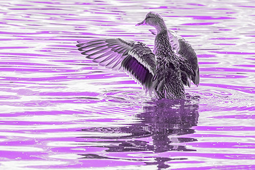 Rising Mallard Duck Flaps Wings Atop Lake (Purple Tone)