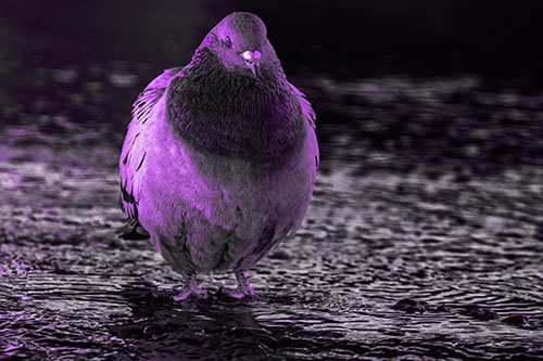 River Standing Pigeon Watching Ahead (Purple Tone Photo)