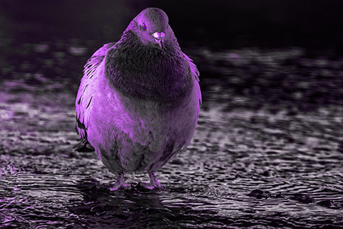 River Standing Pigeon Watching Ahead (Purple Tone)