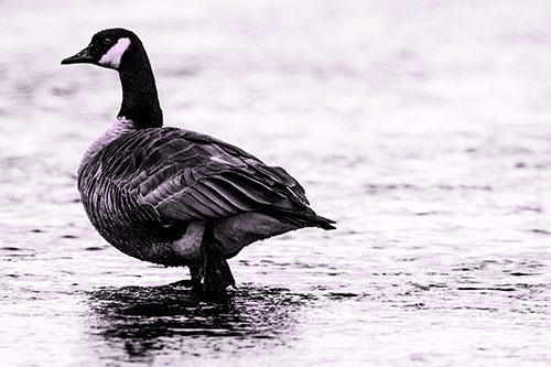 River Walking Canadian Goose (Purple Tone Photo)