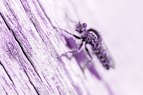 Robber Fly Perched Along Sloping Tree Stump (Purple Tone Photo)
