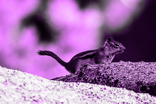 Rock Climbing Squirrel Reaches Shaded Area (Purple Tone Photo)