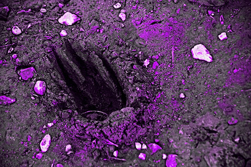 Rocks Surround Deep Mud Paw Footprint (Purple Tone Photo)