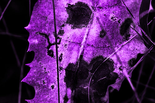 Rot Screaming Leaf Face Among Grass Blades (Purple Tone Photo)