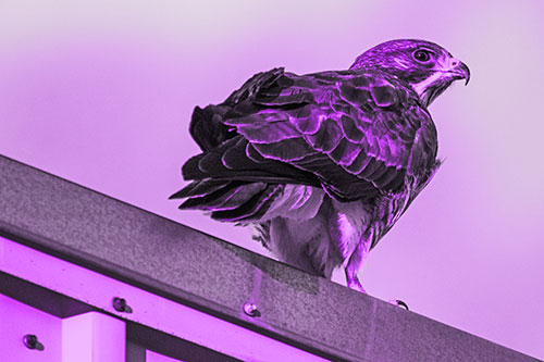 Rough Legged Hawk Enjoying Sunrise Atop Steel Roof Ledge (Purple Tone)