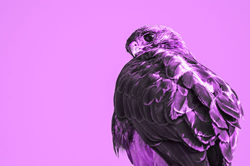 Rough Legged Hawk Glancing Backwards (Purple Tone Photo)