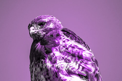 Rough Legged Hawk Keeping An Eye Out (Purple Tone Photo)