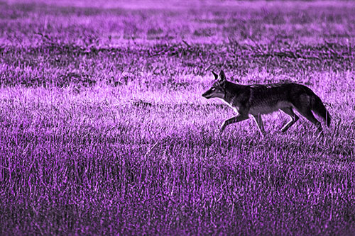 Running Coyote Hunting Among Grass Prairie (Purple Tone)
