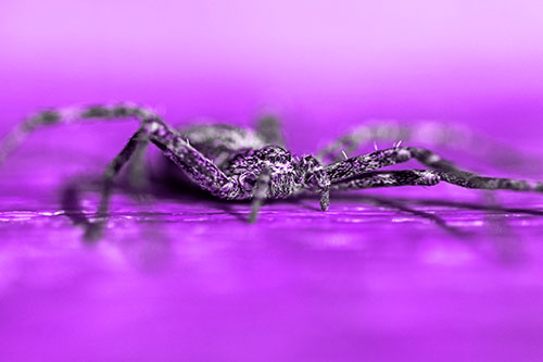 Running Crab Spider Resting Among Bench (Purple Tone)