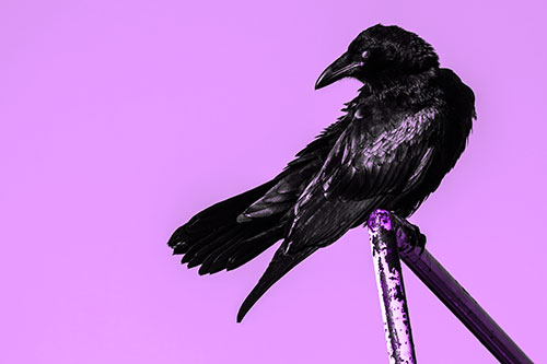 Rusted Rail Raven Keeping Watch (Purple Tone)