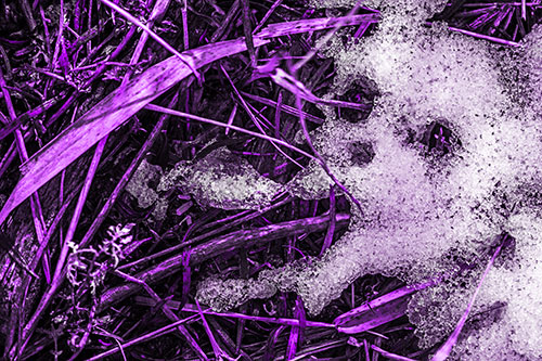 Sad Mouth Melting Ice Face Creature Among Soggy Grass (Purple Tone Photo)