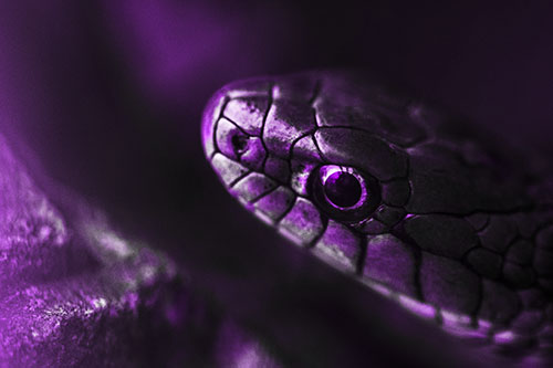 Scared Garter Snake Makes Appearance (Purple Tone Photo)