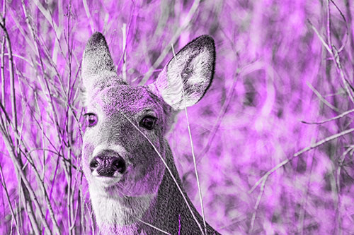 Scared White Tailed Deer Among Branches (Purple Tone Photo)