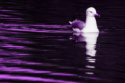 Seagull Floating Among Illuminated Rippling Water (Purple Tone)