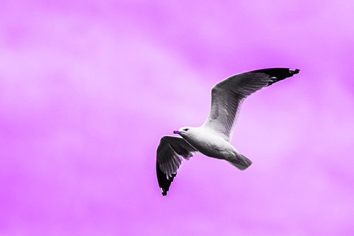 Seagull Flying Among Cloudy Overcast Sky (Purple Tone)