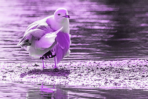 Seagull Grooming Itself Among Lake Shore (Purple Tone)