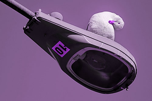 Seagull Grooming Self Atop Street Light Pole (Purple Tone)