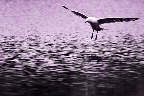 Seagull Landing On Lake Water (Purple Tone Photo)