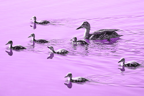 Seven Mallard Ducklings Swimming With Mother (Purple Tone)