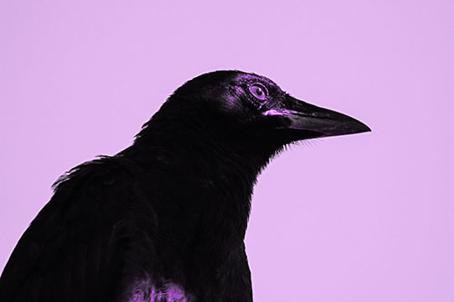 Shaded Crow Gazing Towards Sunlight (Purple Tone Photo)