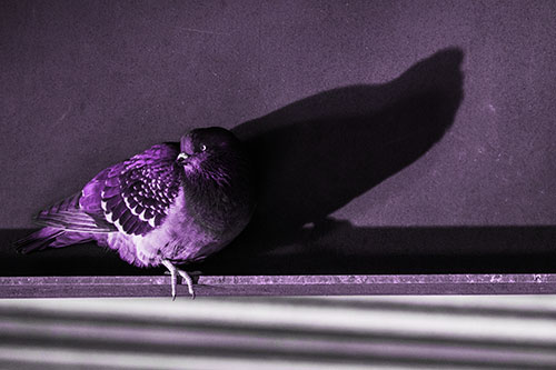 Shadow Casting Pigeon Looking Towards Light (Purple Tone)