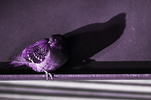 Shadow Casting Pigeon Looking Towards Light (Purple Tone Photo)