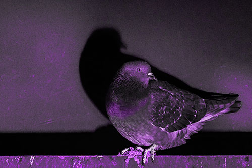 Shadow Casting Pigeon Perched Among Steel Beam (Purple Tone Photo)