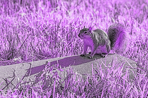 Shadow Casting Squirrel Sitting Atop Concrete Drain (Purple Tone)